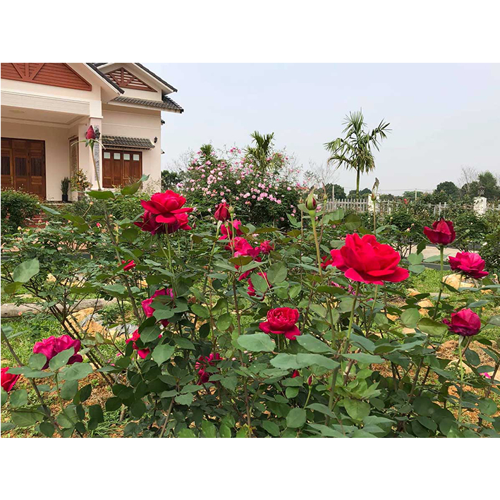 Các giống hồng được trồng, chơi phổ biến tại Việt Nam